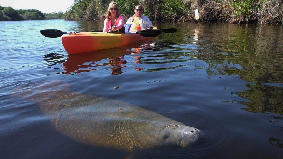 Manatee Kayaking