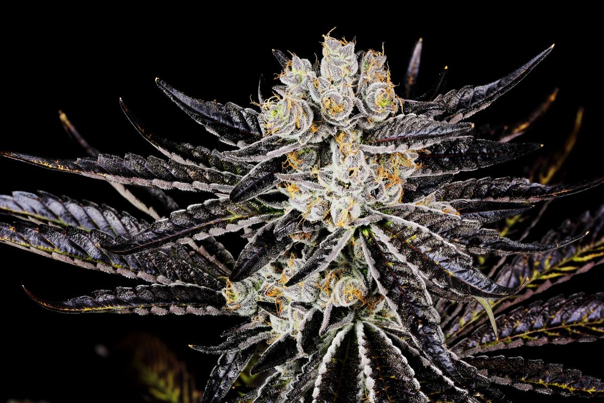 Sour Jack Strain FAQs